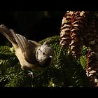 Haubenmeise (Lophophanes cristatus, Syn. Parus cristatus)