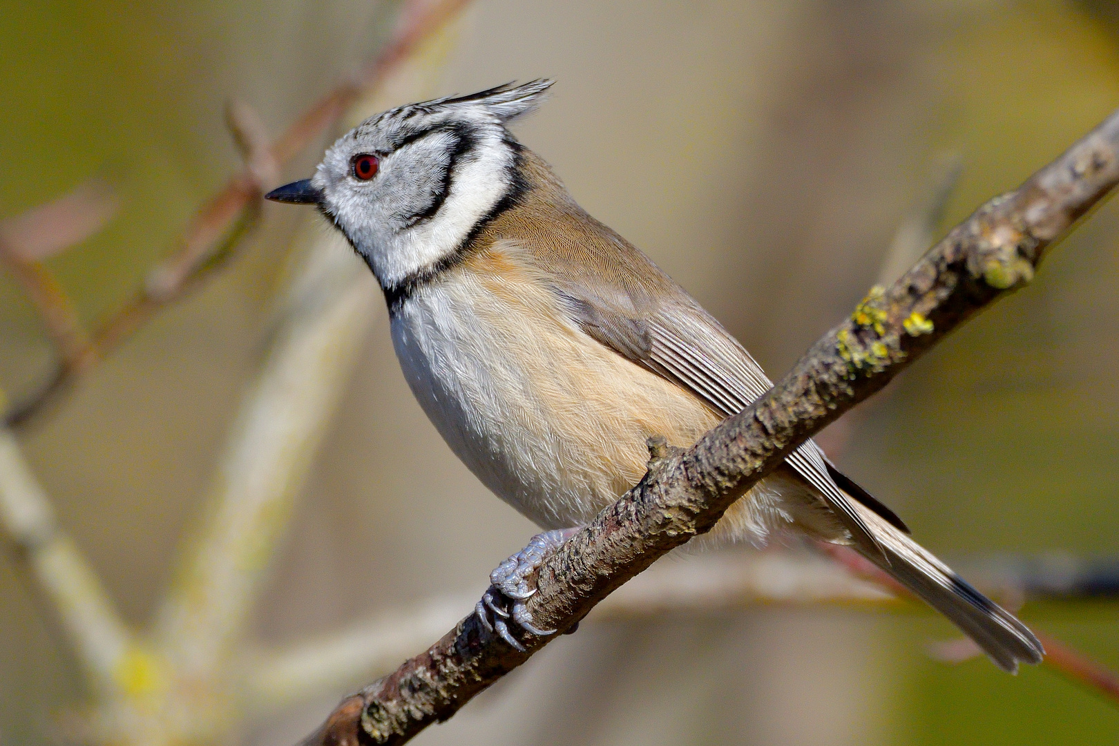 Haubenmeise (Lophophanes cristatus, Syn.: Parus cristatus; zu lateinisch crista ‚Kamm‘)