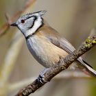 Haubenmeise (Lophophanes cristatus, Syn.: Parus cristatus; zu lateinisch crista ‚Kamm‘)