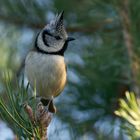 Haubenmeise (Lophophanes cristatus) - Zipfelmützenwetter 