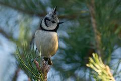 Haubenmeise (Lophophanes cristatus) - Zipfelmützenwetter 