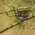 Haubenmeise, lt.Wiki (Lophophanes cristatus, Syn.: Parus cristatus) ...