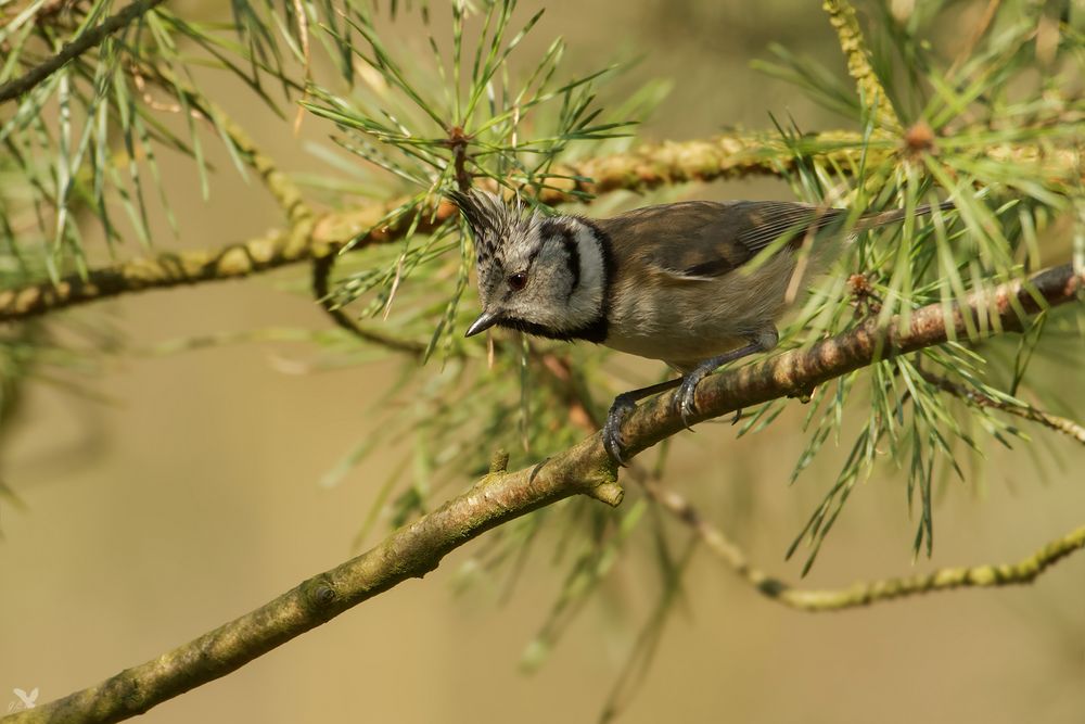 Haubenmeise, lt.Wiki (Lophophanes cristatus, Syn.: Parus cristatus) ...