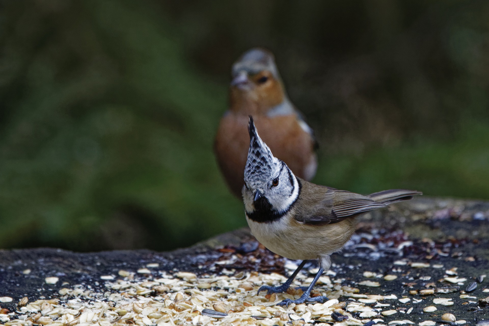 Haubenmeise mit Wächter