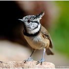 --- Haubenmeise Nr. 1 --- ( Parus cristatus )