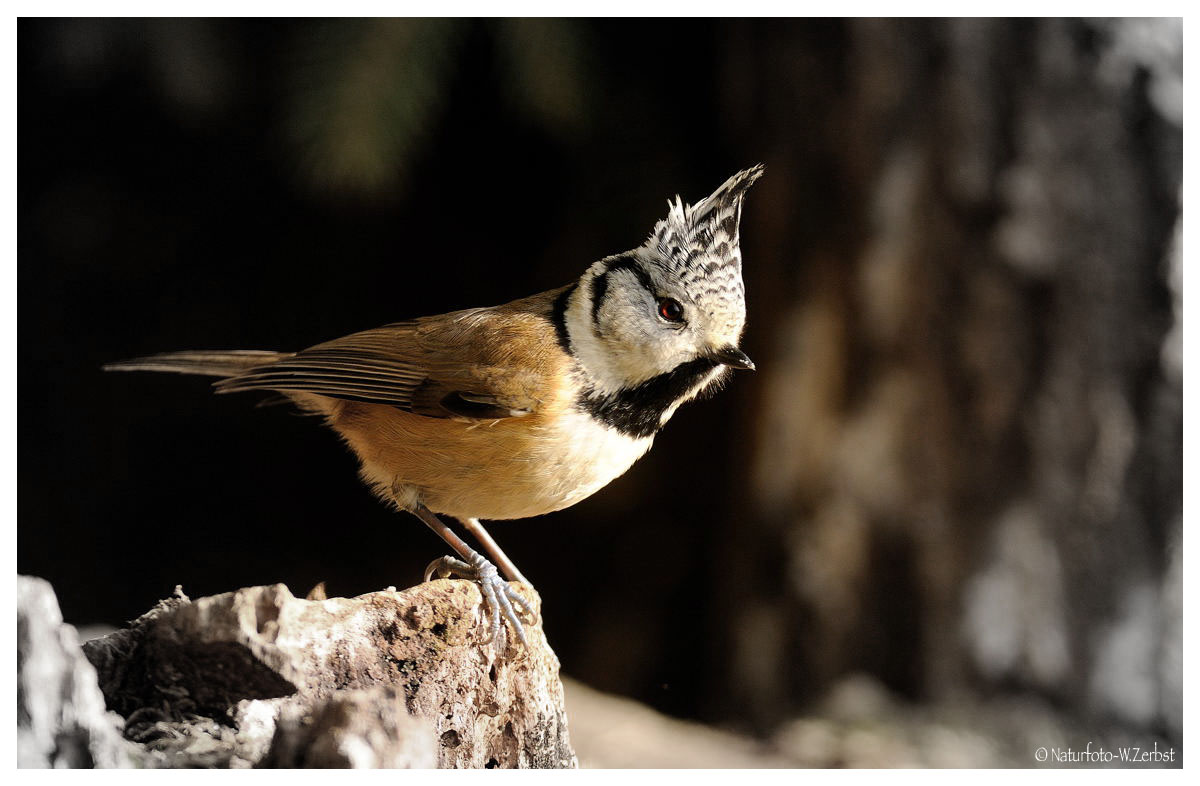 -- Haubenmeise -- ( Parus chistatus )