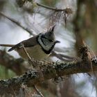 Haubenmeise (Parus christatus) I