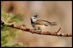 - Haubenmeise - ( Parus cistatus )