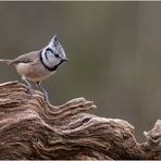 Haubenmeise (Parus cristatus)