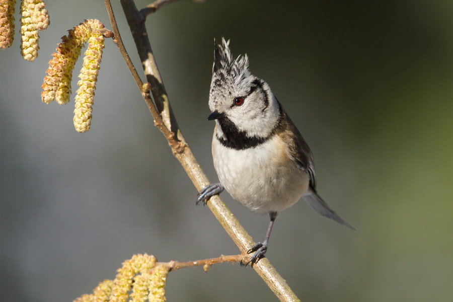 Haubenmeise ( Parus cristatus )