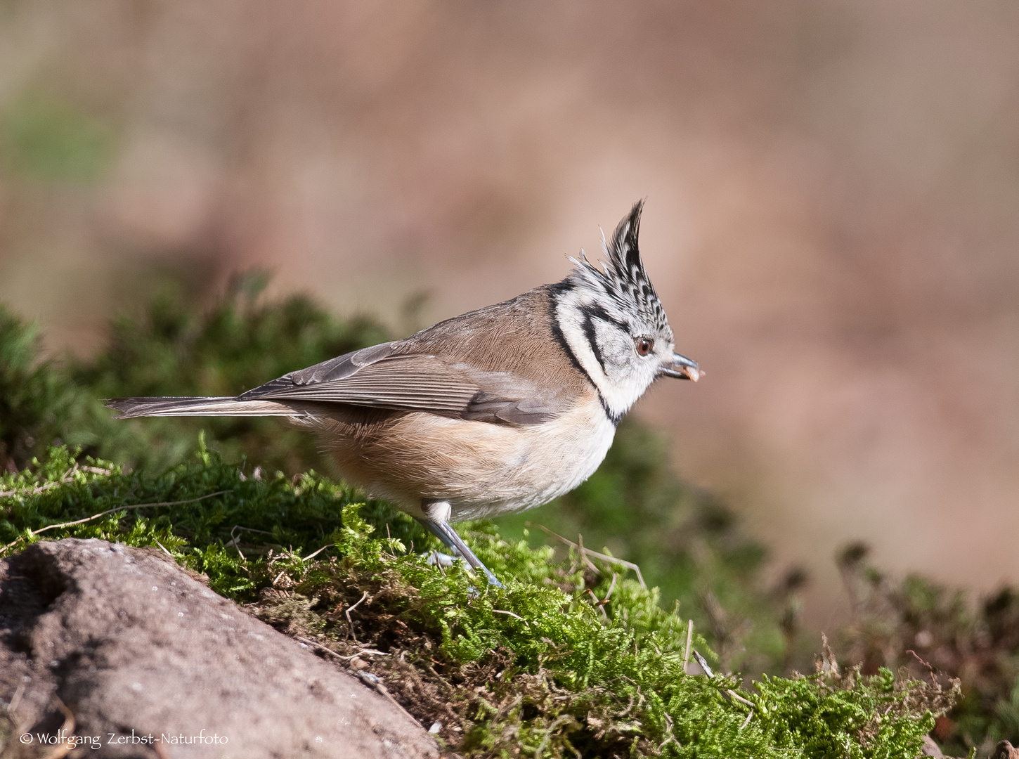 ". Haubenmeise  "  ( Parus cristatus )