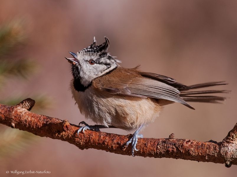 - HAUBENMEISE - ( Parus cristatus )