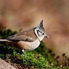 --- Haubenmeise  ---  ( Parus cristatus )