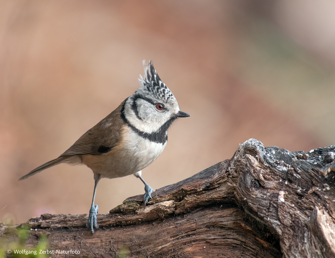  - HAUBENMEISE -  ( Parus cristatus )