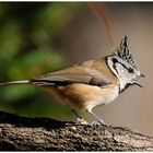 --- Haubenmeise --- ( Parus cristatus )