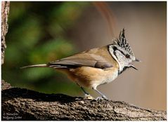 --- Haubenmeise --- ( Parus cristatus )