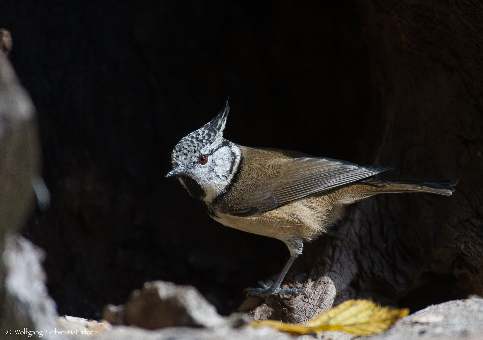 -HAUBENMEISE - ( Parus cristatus )