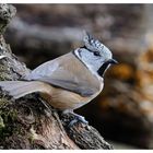 --- Haubenmeise --- ( Parus cristatus )