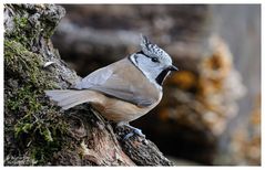 --- Haubenmeise --- ( Parus cristatus )