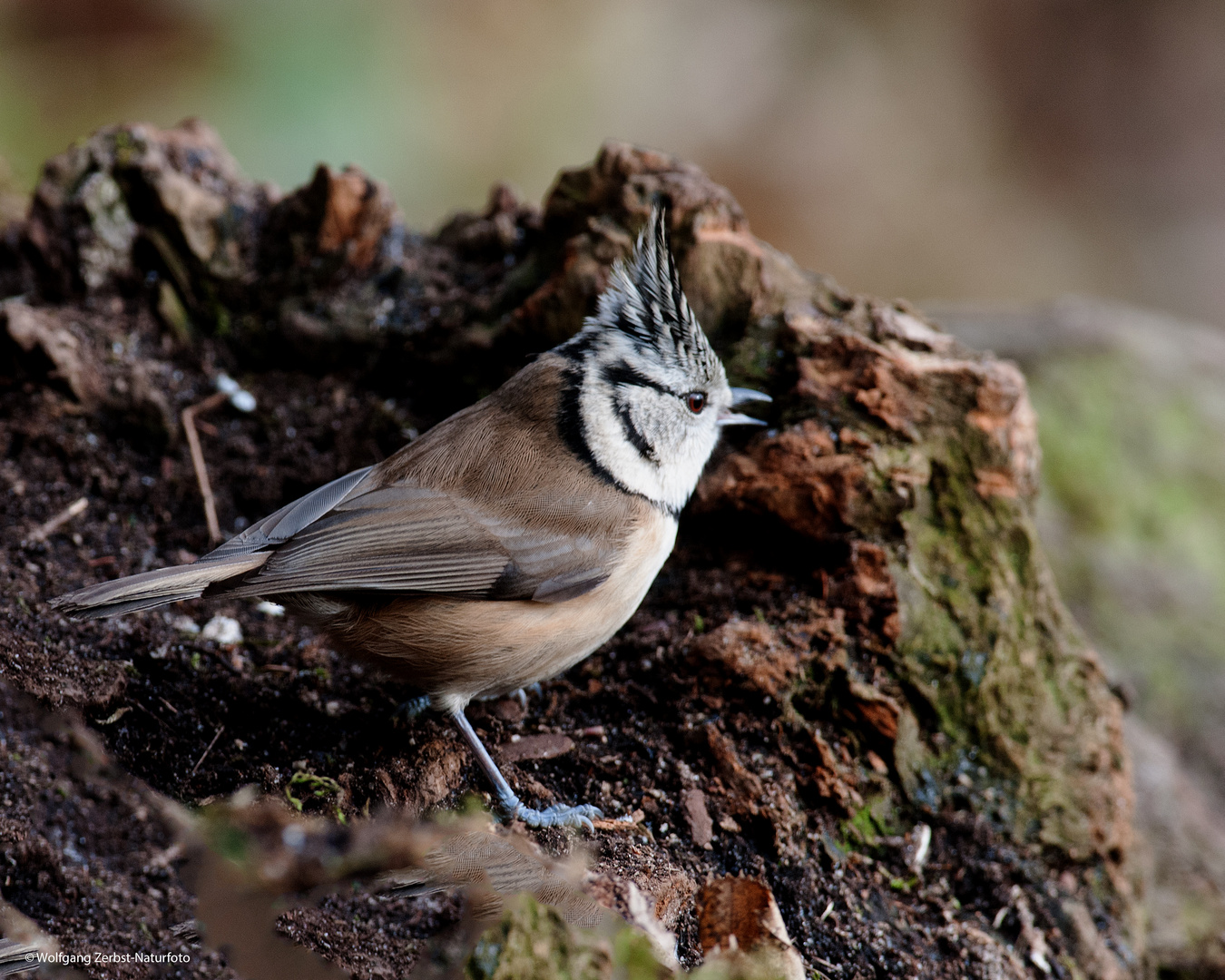 --- Haubenmeise ---    ( Parus cristatus )