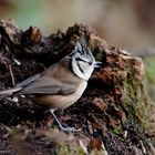 --- Haubenmeise ---    ( Parus cristatus )