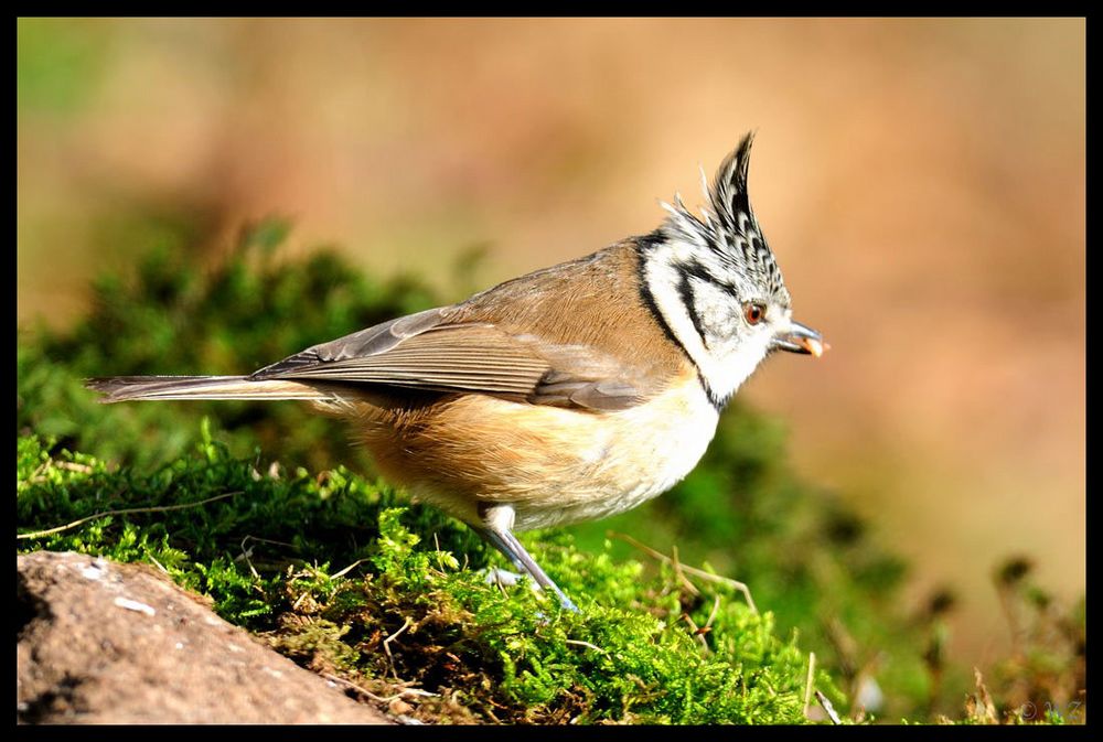 - Haubenmeise - ( Parus cristatus )