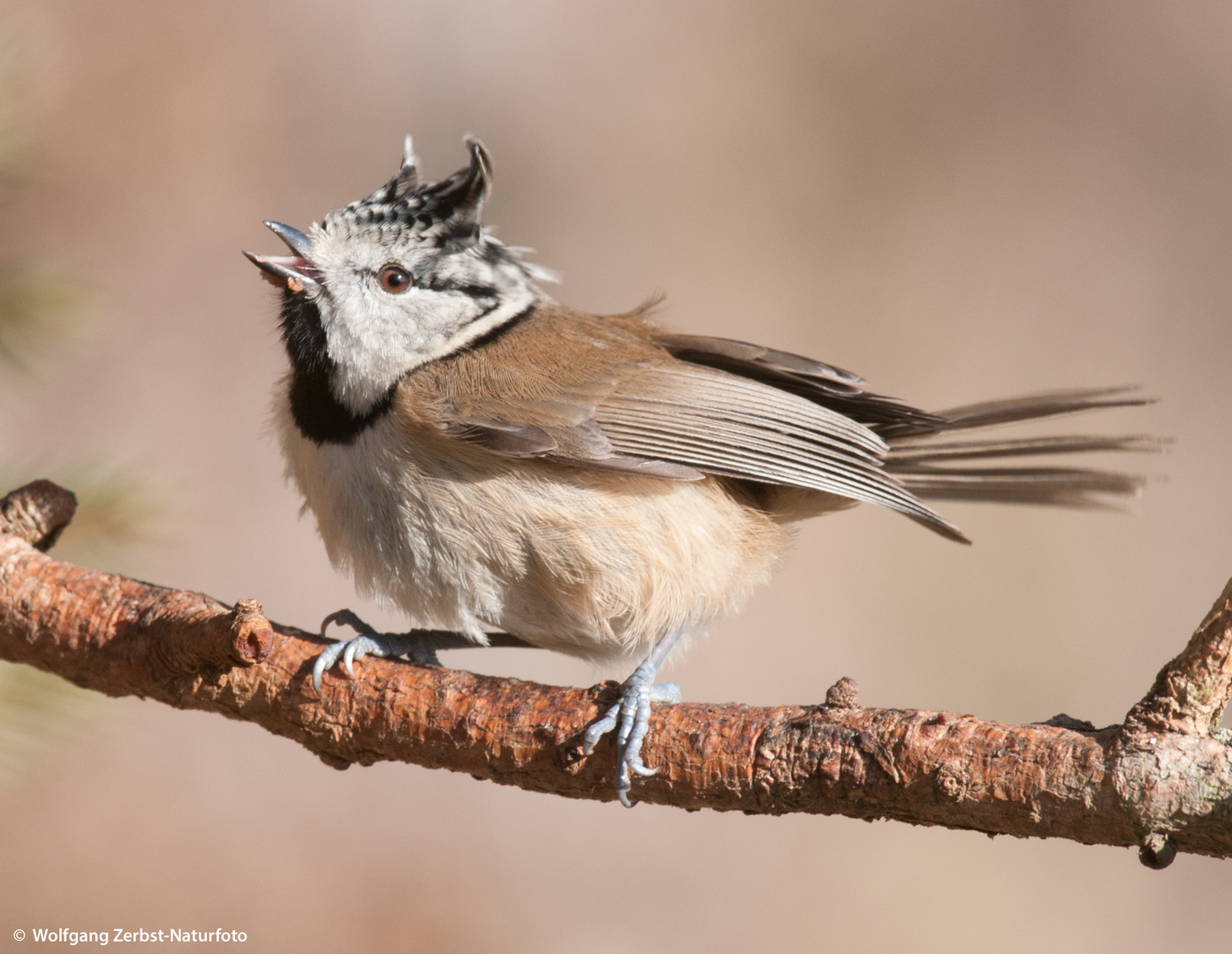 --- Haubenmeise ---    ( Parus cristatus )