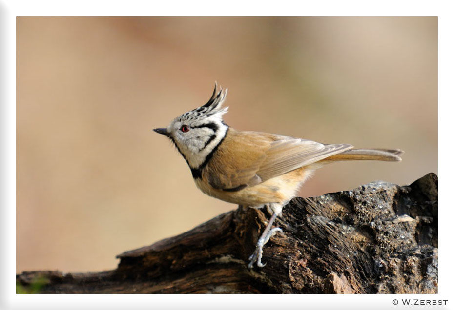 - Haubenmeise - (Parus cristatus)