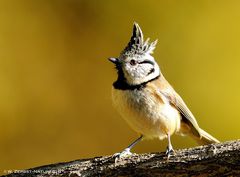 --- Haubenmeise --- ( Parus cristatus )