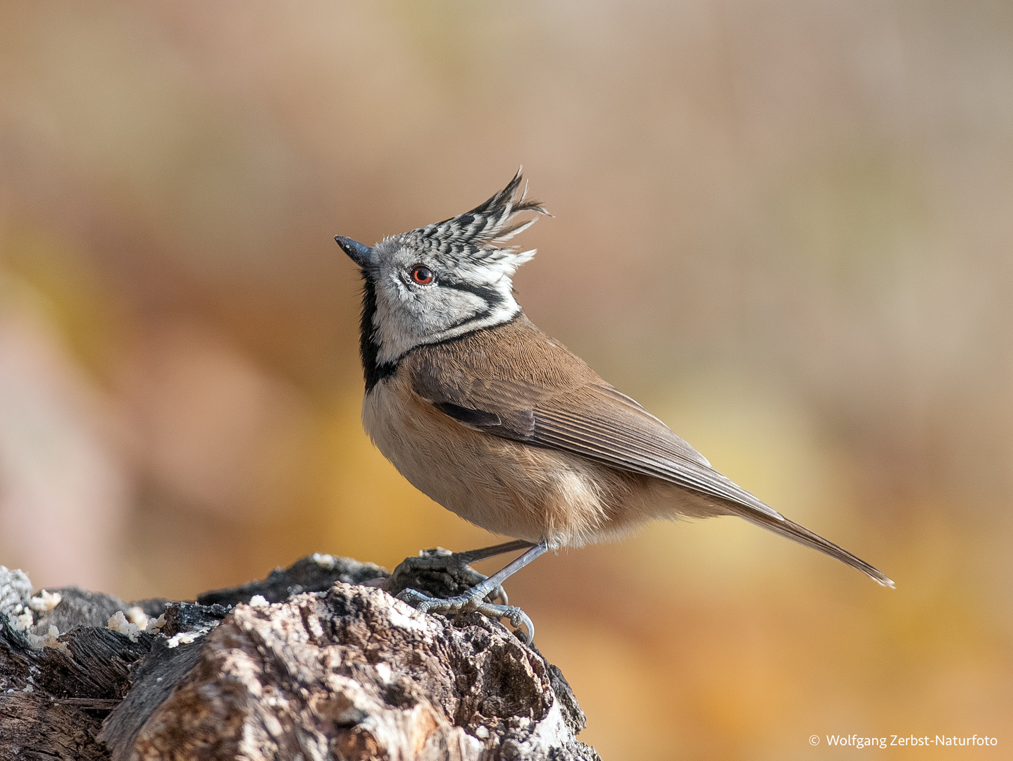   - HAUBENMEISE -  ( Parus cristatus )