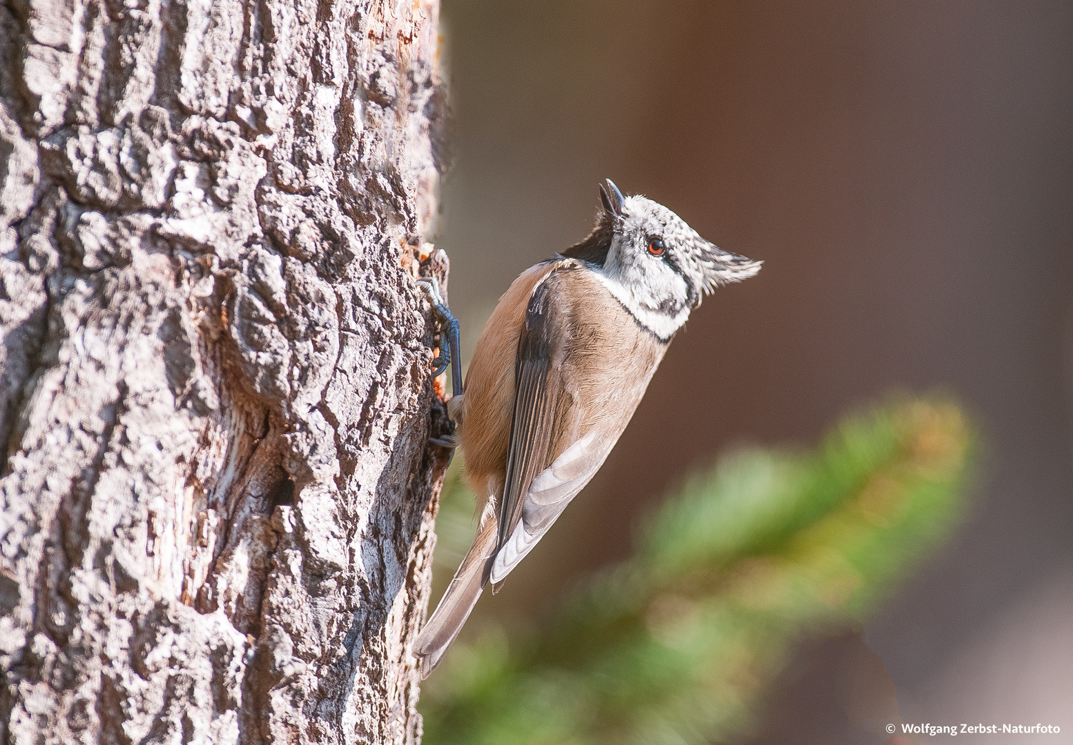 --- Haubenmeise ---   ( Parus cristatus )