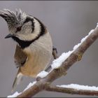 Haubenmeise - Parus cristatus