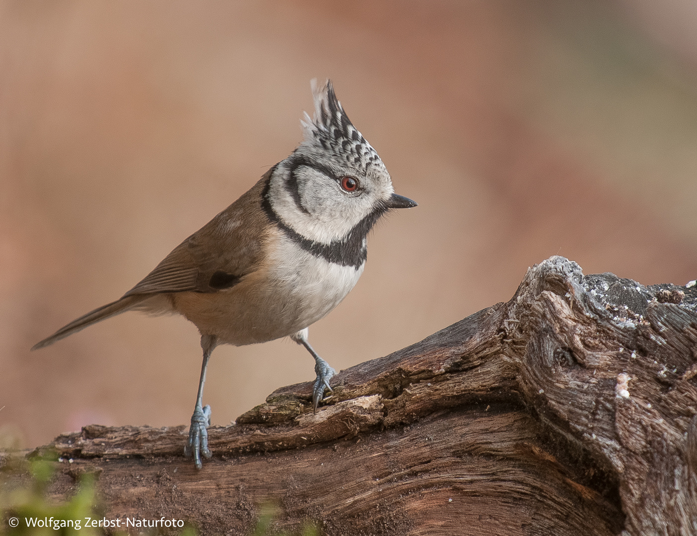 -- Haubenmeise -- ( Parus cristatus )