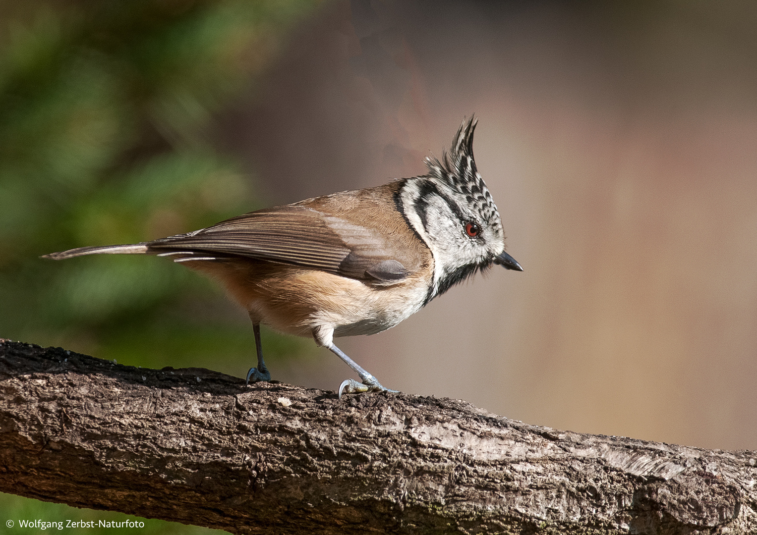 - HAUBENMEISE - ( Parus cristatus )