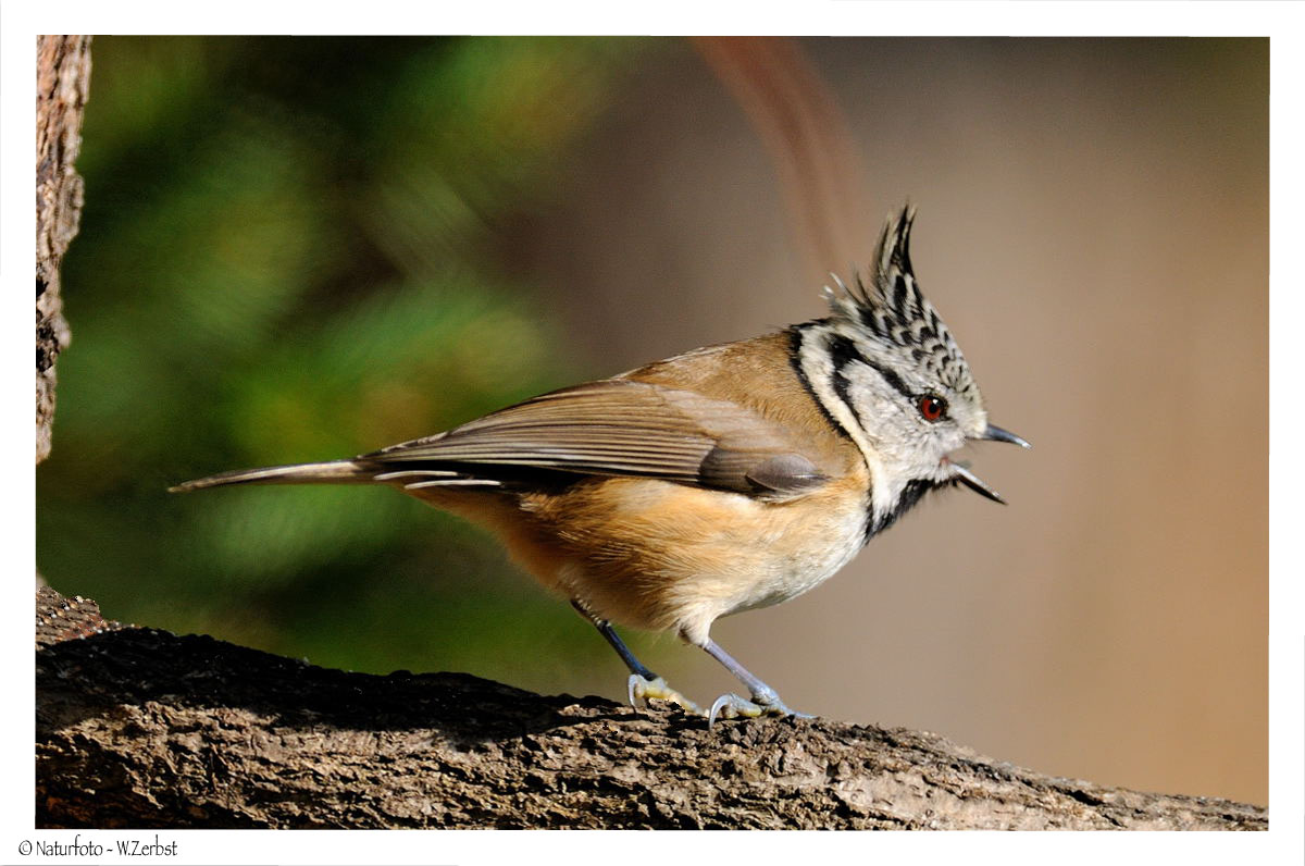 + Haubenmeise + ( Parus cristatus )