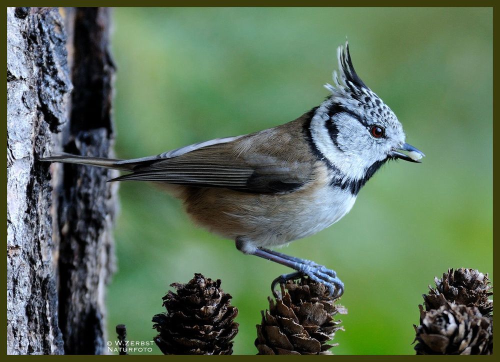 - Haubenmeise - ( Parus cristatus )