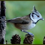 - Haubenmeise - ( Parus cristatus )