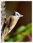 - Haubenmeise - ( Parus cristatus ) von Wolfgang Zerbst - Naturfoto