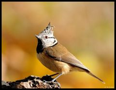 - Haubenmeise - ( Parus cristatus )