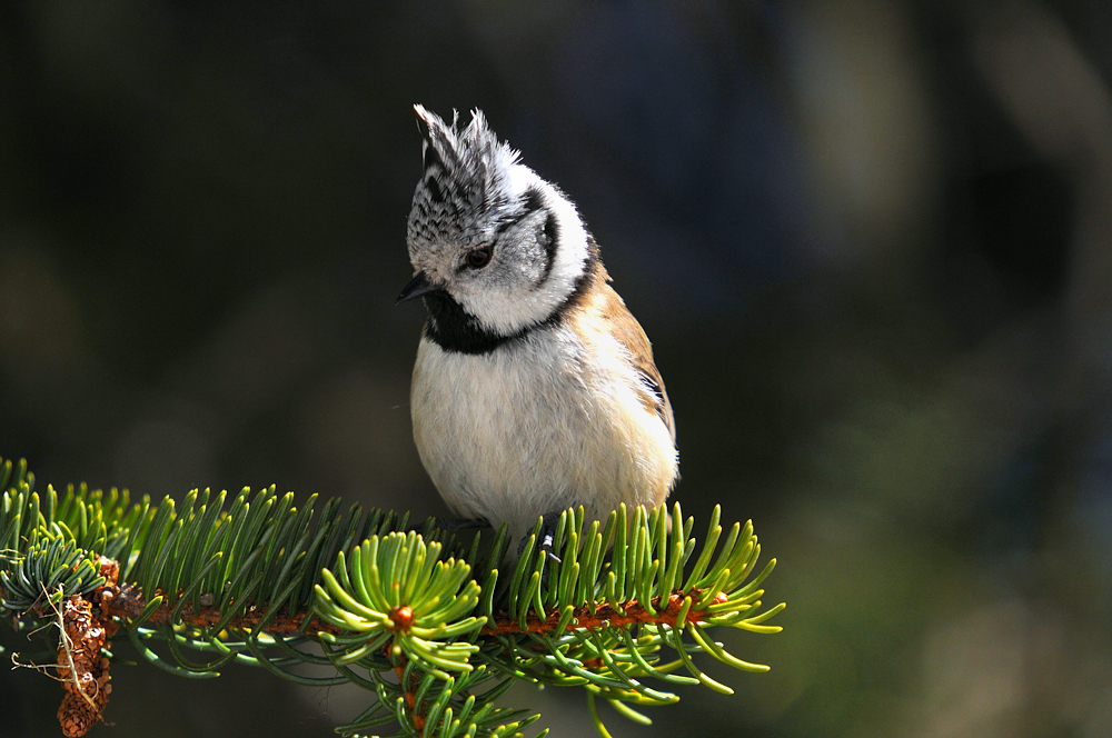 Haubenmeise (Parus cristatus)