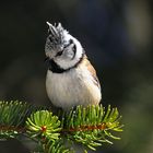 Haubenmeise (Parus cristatus)