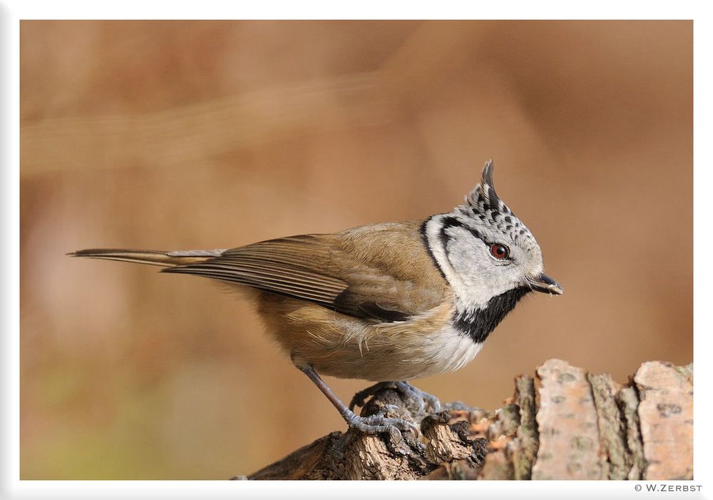 - Haubenmeise - ( Parus cristatus )