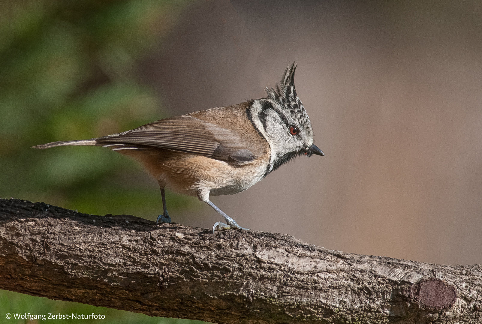 -- Haubenmeise -- ( Parus cristatus )