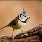 - Haubenmeise - ( Parus cristatus )