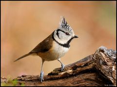 - Haubenmeise - ( Parus cristatus )