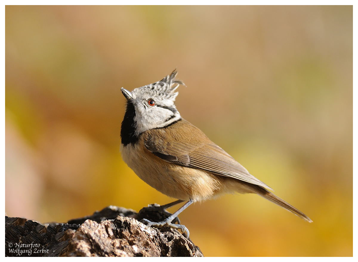 --- Haubenmeise ---- ( Parus cristatus )