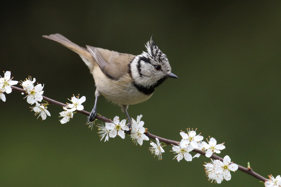 Haubenmeise ( Parus cristatus )