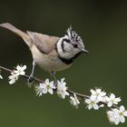 Haubenmeise ( Parus cristatus )