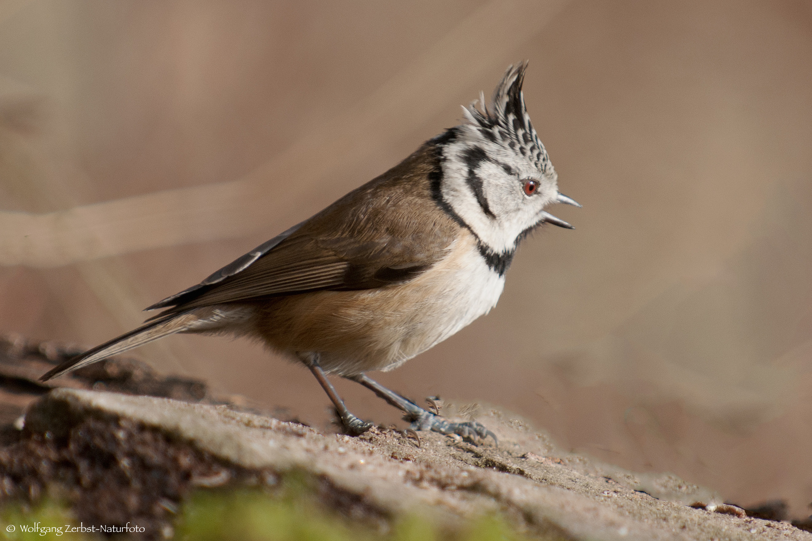   - HAUBENMEISE - ( Parus cristatus )