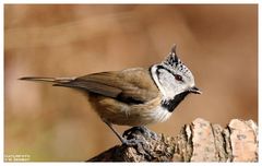 - Haubenmeise - ( Parus cristatus )